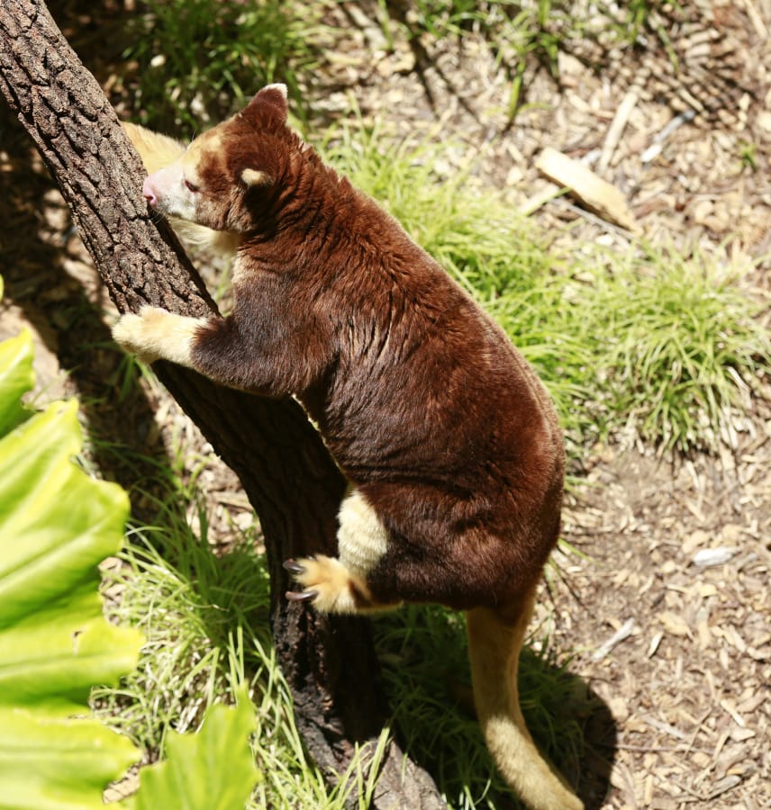 A Matschie’s Tree Kangaroo is among the animals you can see and feed during the behind the scenes Roos & Mates tour in the new Walkabout Australia area of the San Diego Zoo Safari Park on May 29, 2019. (K.C.