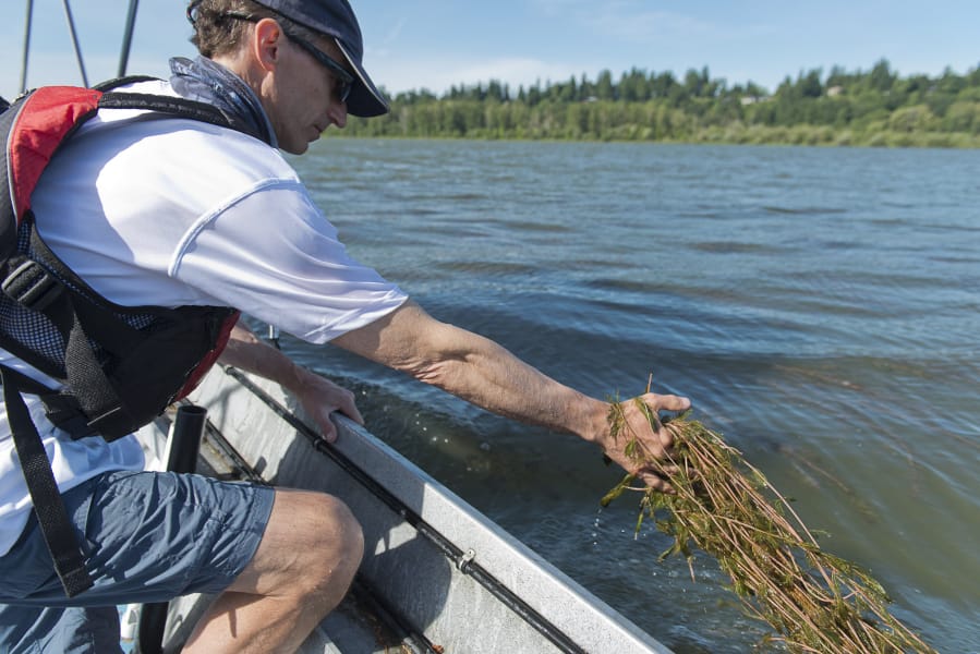 Philip Parshley, commodore of the Vancouver Lake Sailing Club, shows some of the worst of the milfoil weed infestation at the lake in June.