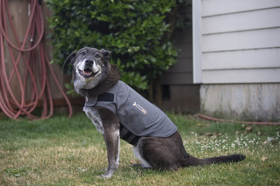 India, who lives in Hazel Dell, is ready for the Fourth of July with a ThunderShirt that provides gentle, comforting pressure around the torso.
