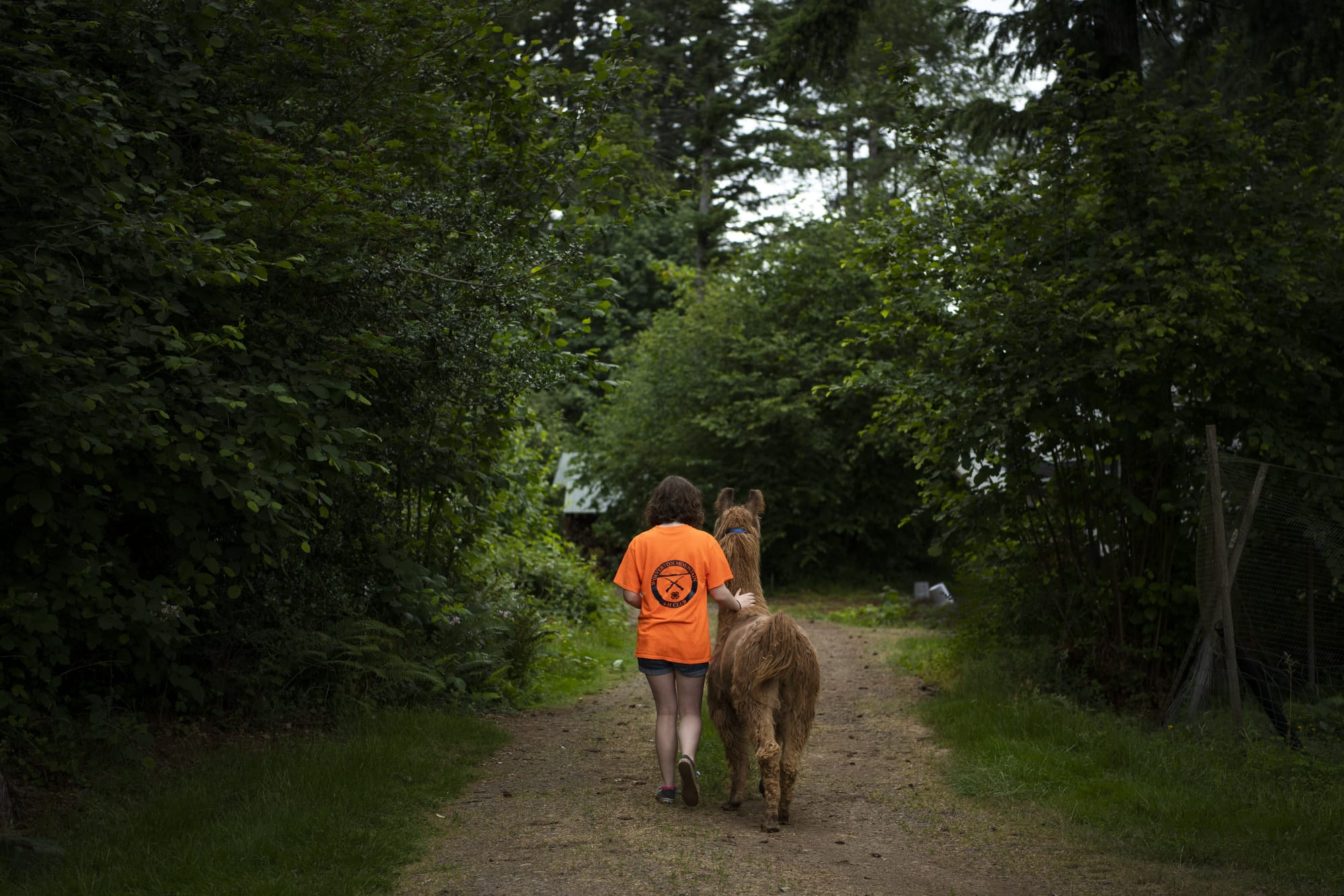 Lynn Murray of Vancouver, 15, walks her llama, Ace, around the property at The Llama Collection in Vancouver after Ace got sheared for summer on Friday, June 21, 2019. Murray's family in involved in the local 4H community and they've had alpaca and llamas since she was little. "They always have different personalities, every single one of them," she said.