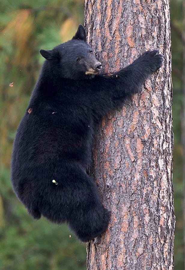 FILE - In this Sept. 24, 2014, file a young black bear climbs down from a tree near Woodland Middle School in Coeur d'Alene, Idaho. Three conservation groups say hunting black bears in Idaho and Wyoming using bait should be banned because hunters have killed federally protected grizzly bears attracted to the food.