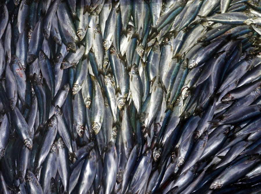 FILE - In this Wednesday, July 8, 2015 file photo, herring are unloaded from a fishing boat in Rockland, Maine. A study published Tuesday, June 11, 2019 finds a warmer world may lose a billion tons of fish and other marine life by the end of the century. The international study used computer models to project that for every degree Celsius the world warms, the total weight of life in the oceans drop by 5%. (AP Photo/Robert F.