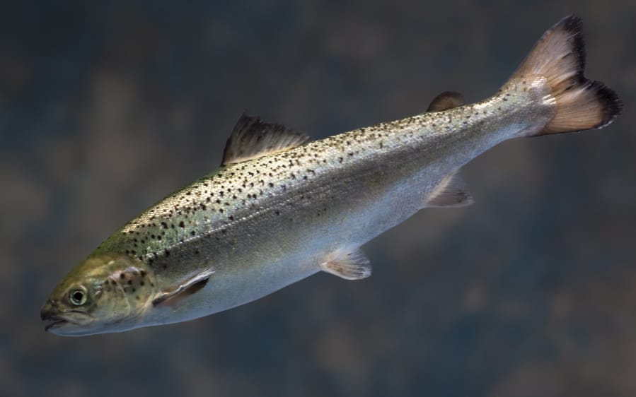 This 2009 photo provided by AquaBounty Technologies shows a juvenile salmon raised at the company’s hatchery in Fortune, Prince Edward Island, Canada. The federal government has cleared the way for the fish to be sold in the US, but fish farmers in Maine haven’t shown an interest in growing it.