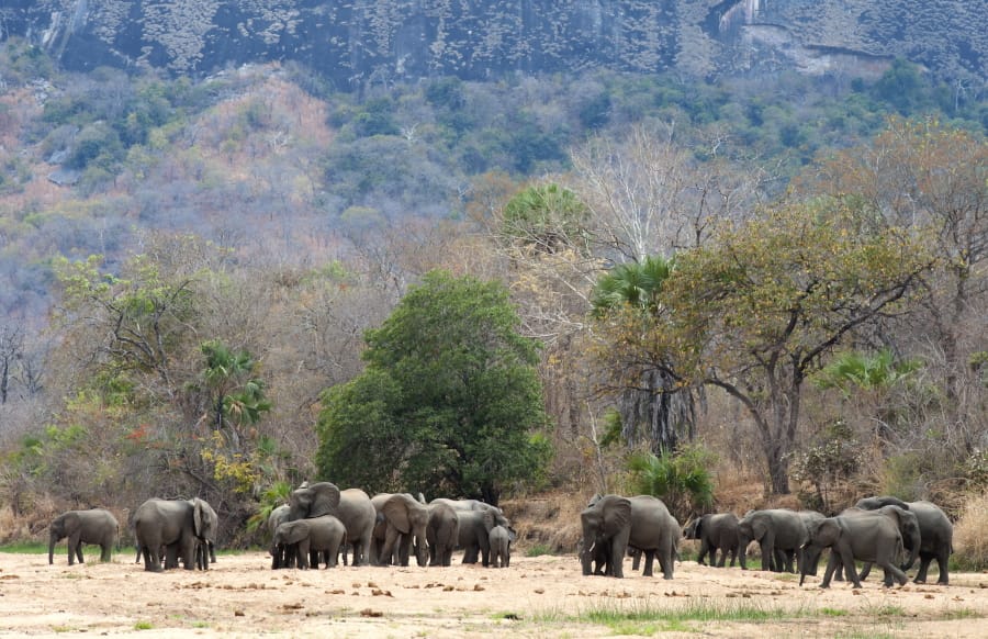 In this photo supplied by Wildlife Conservation Society (WCS) elephants drink water at a watering hole near Mbamba Village, in the Niassa game reserve, in an area larger than Switzerland it is one of Africa’s largest wildlife preserves in Mozambique, Sept. 26, 2016. The Niassa reserve on Saturday June 15, 2019, is marking a year without a single elephant found killed by poachers. (Michael D.