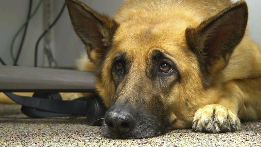 FILE - This Feb. 18, 2014 shows Lexy, a therapy dog at Fort Bragg, N.C. A study released on Monday, June 17, 2019 suggests that over thousands of years of dog domestication, people preferred dogs that could pull off the “puppy dog” eyes look. And that encouraged the evolution of the facial muscle behind it, researchers propose.