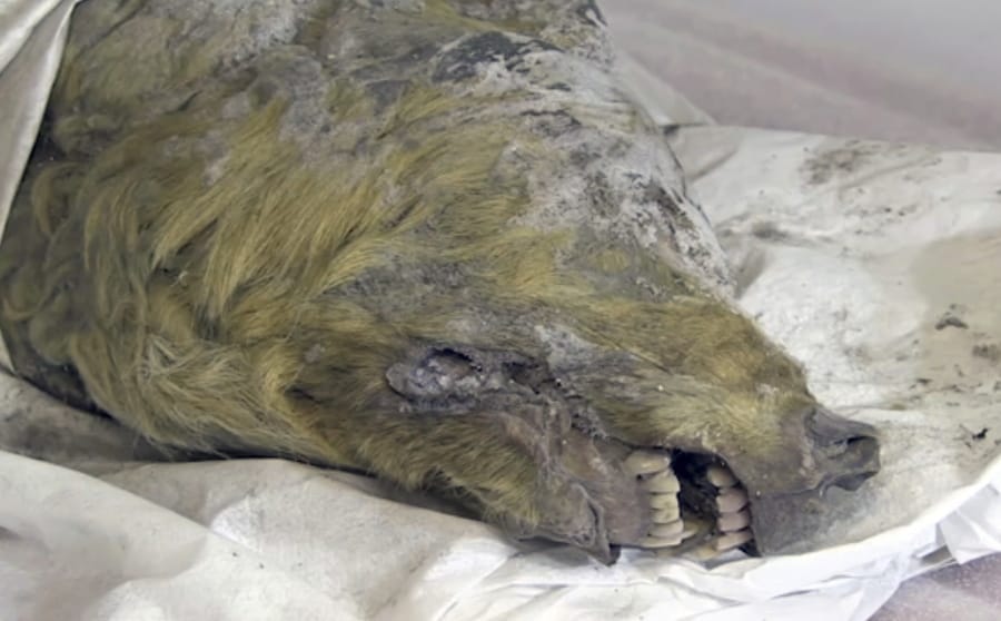The head of an Ice Age wolf, at the Mammoth Fauna Study Department at the Academy of Sciences of Yakutia, Russia, June 10, 2019. Experts believe the wolf roamed the earth about 40,000 years ago, but thanks to Siberia’s frozen permafrost its brain, fur, tissues and even its tongue have been perfectly preserved, as scientific investigations are underway after it was found in August 2018.