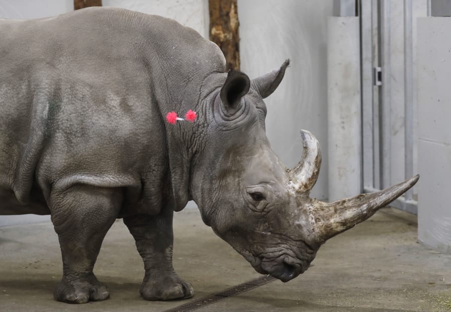 FILE - In this Wednesday, Feb. 13, 2019 file photo, female southern white rhino, 17-year-old Hope, is shot with tranquilizing darts, so a team of experts can harvest her eggs, at a zoo park in Chorzow, Poland.
