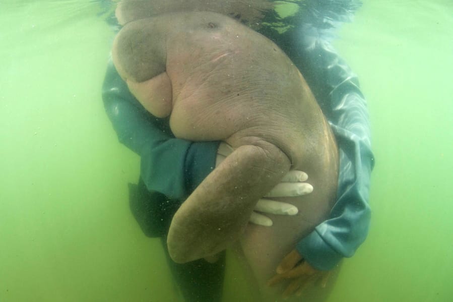 In this Thursday, May 23, 2019, photo, an official of the Department of Marine and Coastal Resources hugs Marium, a baby dugong separated from her mother, near Libong island, Trang province, southern Thailand.