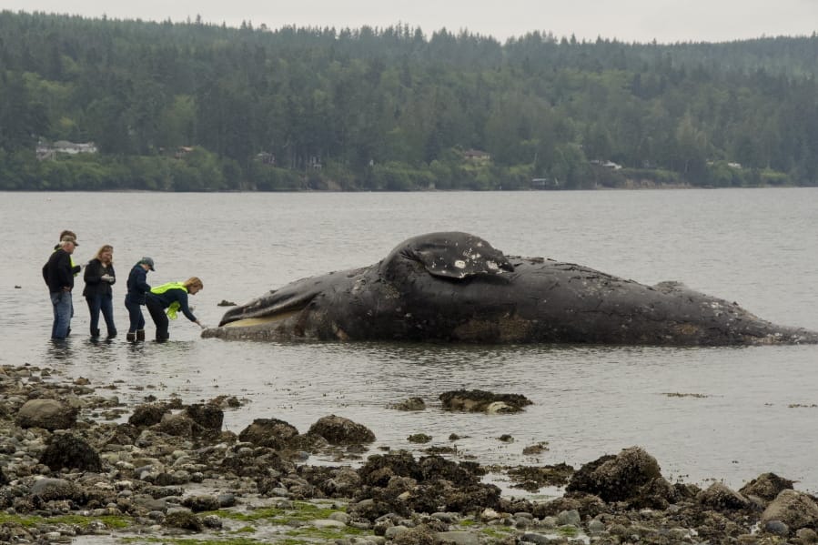Officials examine a decomposing whale that washed ashore, Tuesday, May 28, 2019, in Port Ludlow, Wash. The National Oceanic and Atmospheric Administration is looking for private landowners who’d be willing to let a dead whale decompose on their property. The unusual request comes two weeks after the federal agency announced they would study what has caused 81 gray whales to wash up dead on beaches in Alaska, Washington, Oregon and California.