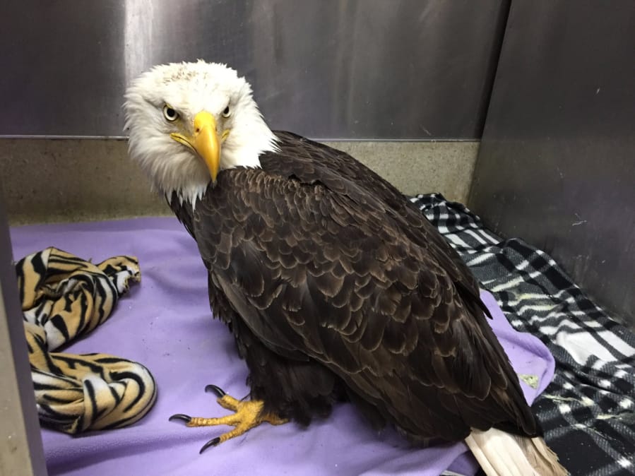 A bald eagle shot north of Gaston, Ore., received treatment at the Audubon Society of Portland before being euthanized.