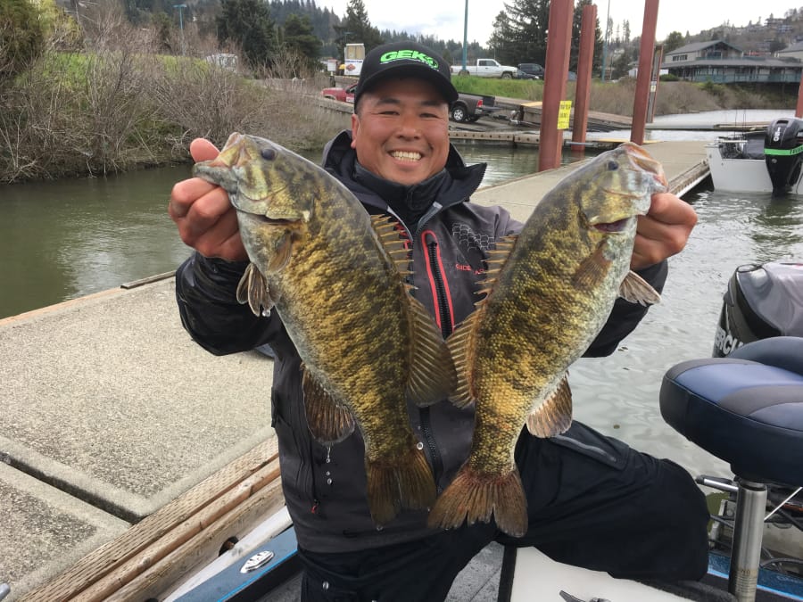 Ed Chin of All About Adventures Excursions smiles over a brace of fine columbia River smallmouth bass. Ed looks for bass in rocky areas in 10 to 40 feet of water during the summer months.