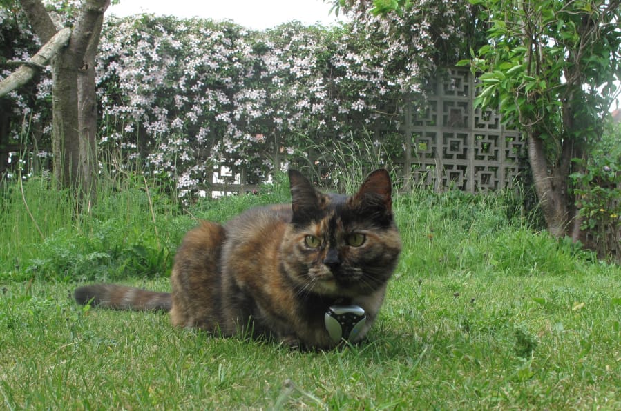 Ecologist Maren Huck’s cat, Treacle, wearing a video camera on her collar.