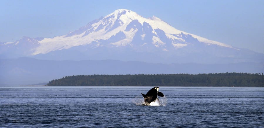 An orca whale breaches in view of Mount Baker, some 60 miles distant, in the Salish Sea in 2015 in the San Juan Islands. An environmental group is discussing the idea of creating an enclosure for orcas retired from theme parks.