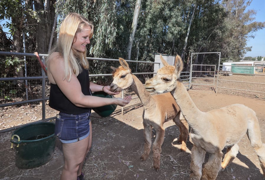 Kelly Thor in her backyard feeds her two alpacas, Bubba, left, and Einstein, at right, in Escondido, Calif.