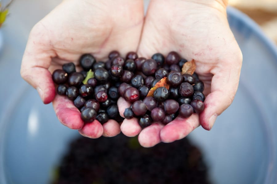 Huckleberries thrive in damp, volcanic soil.