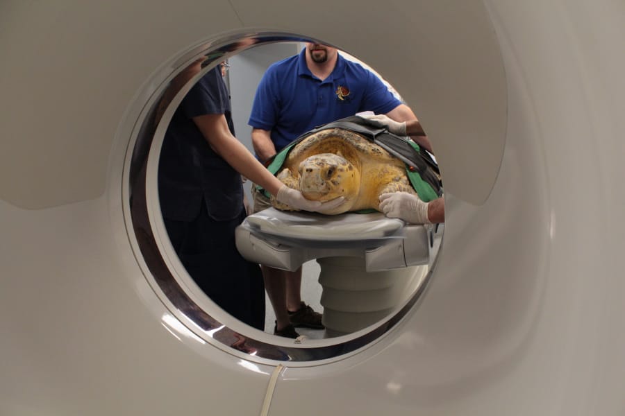 Tabitha, a loggerhead sea turtle, undergoes a CT scan at Mount Laurel Animal Hospital in New Jersey. The reptile was rescued off the New Jersey coast on June 27.
