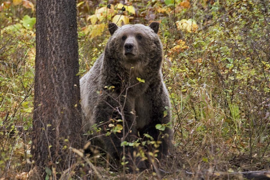 A sow grizzly bear spotted near Camas in northwestern Montana.