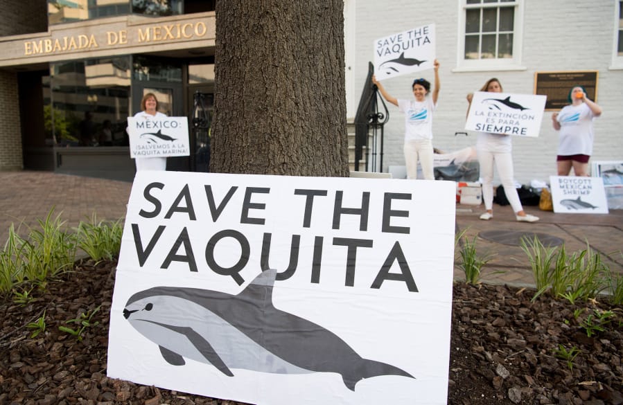 Demonstrators with The Animal Welfare Institute hold a rally to save the vaquita, the world’s smallest and most endangered porpoise, outside the Mexican Embassy in Washington, D.C., on July 5, 2018.