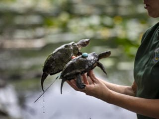 Gallery: Western Pond Turtles