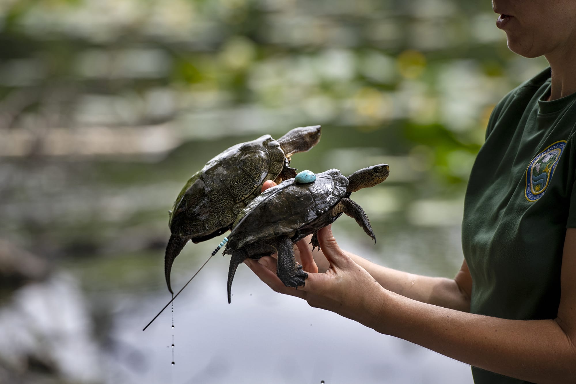 District Wildlife Biologist Stefanie Bergh examines two western pond turtles at a research site in Klickitat County on Tuesday morning, July 9, 2019.