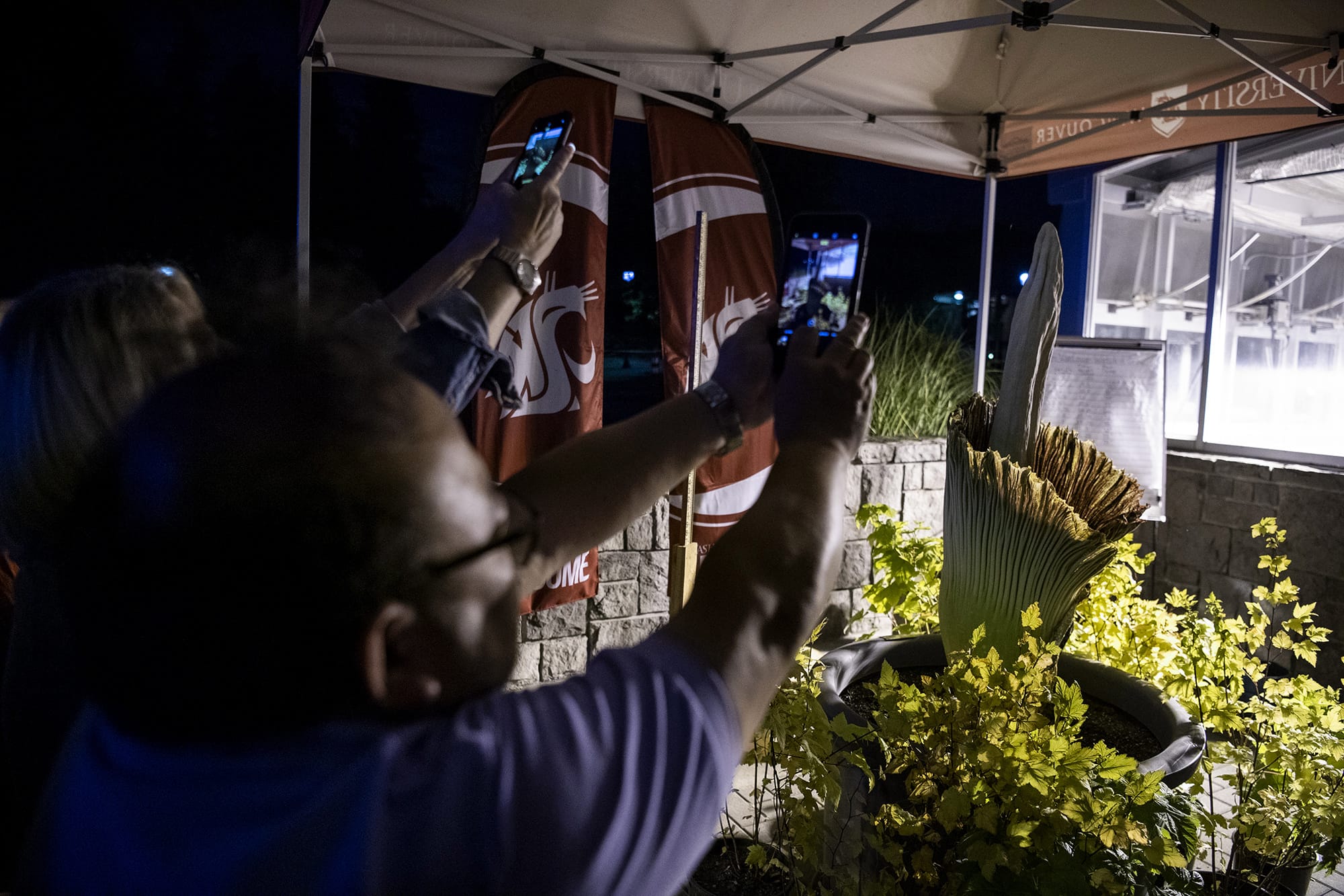 Kathy Lee and Wai Lee, both of Portland, take photos of the Titan VanCoug, the rare corpse flower, as it begins to bloom around 9:30 p.m. Monday at Washington State University Vancouver.