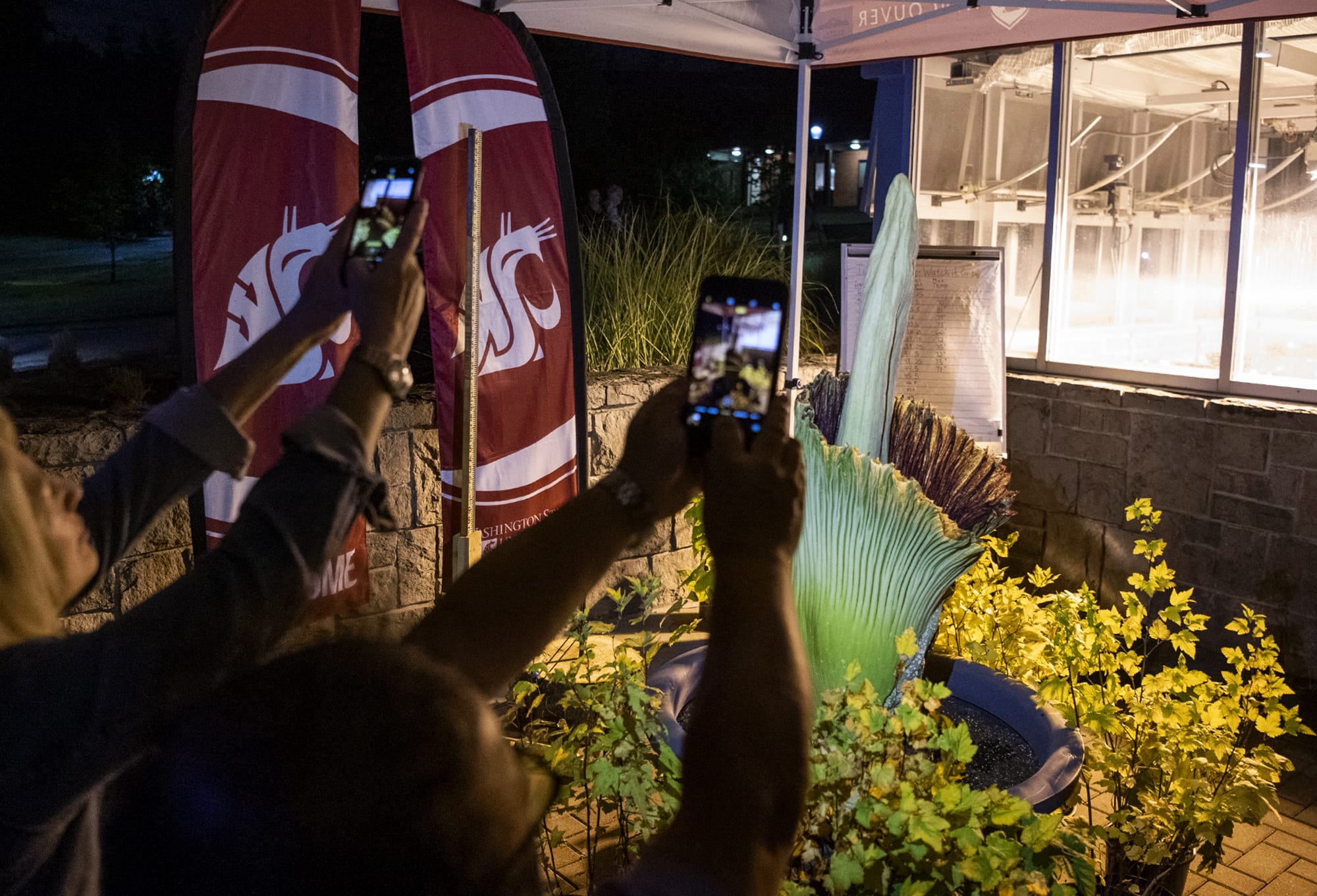 Kathy Lee and Wai Lee, both of Portland, take photos of the Titan VanCoug, the rare corpse flower, as it begins to bloom around 9:30 p.m. Monday at Washington State University Vancouver. We've been waiting for this for a lifetime, Wai said. It's like chasing an eclipse. Wai is from Malaysia and grew up learning about the flower.