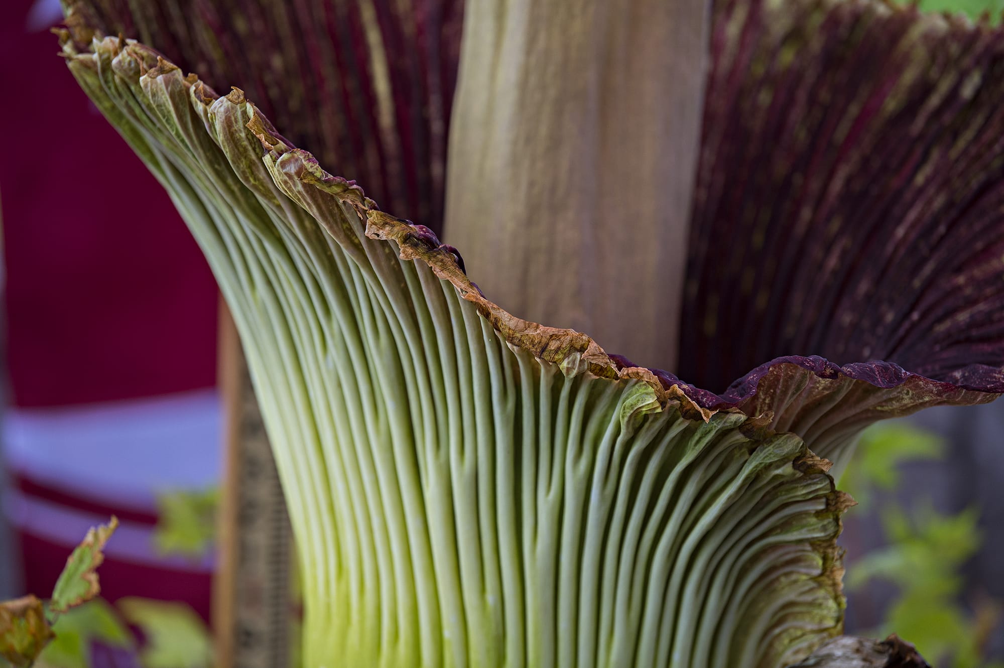 Titan VanCoug, the rare corpse flower, comes to life to the delight of local residents, students and staff at Washington State University Vancouver on Tuesday morning, July 16, 2019.