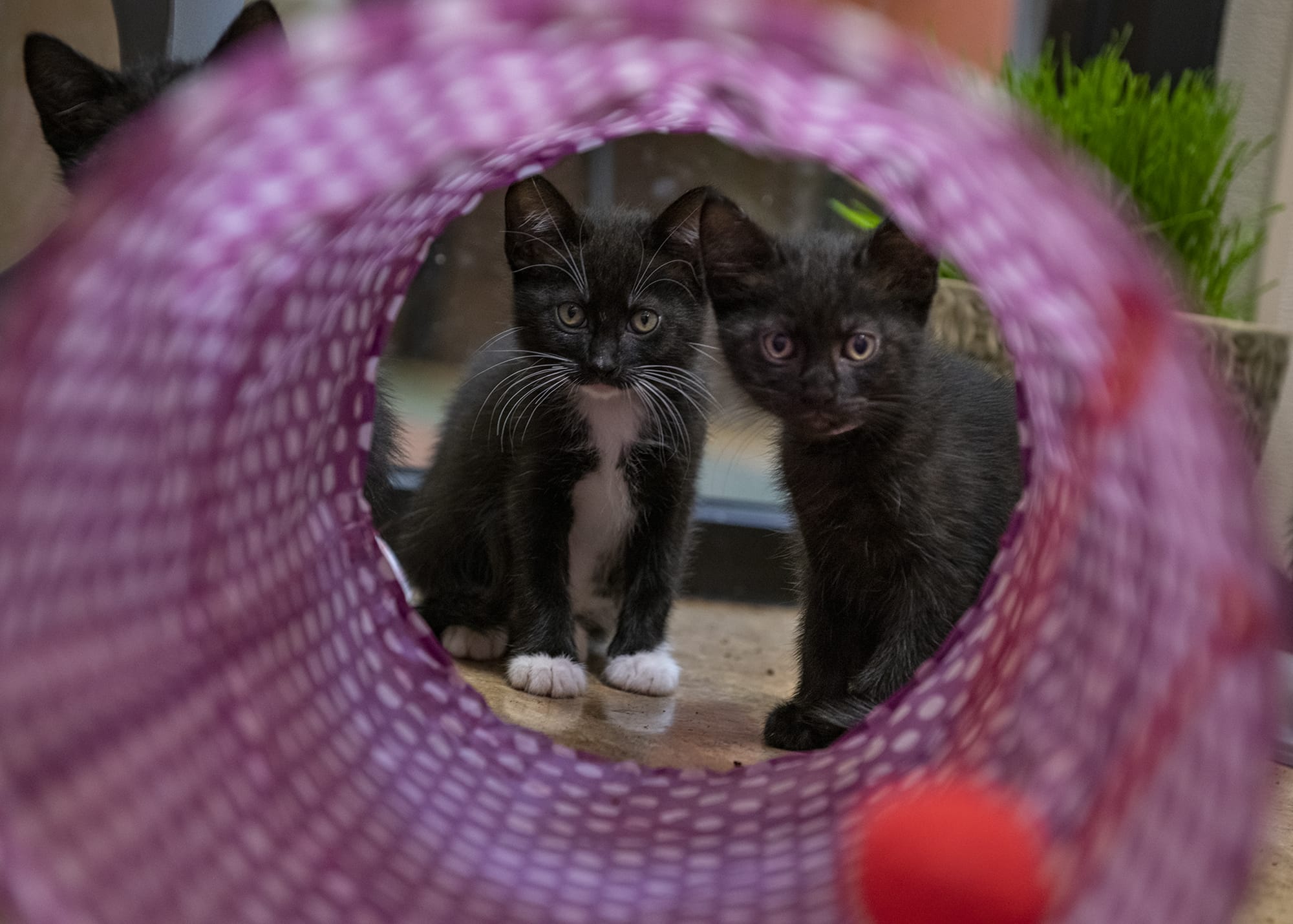 Two eight-week-old kittens wake up from a nap to play at the Humane Society for Southwest Washington in Vancouver on Tuesday afternoon, July 16, 2019.