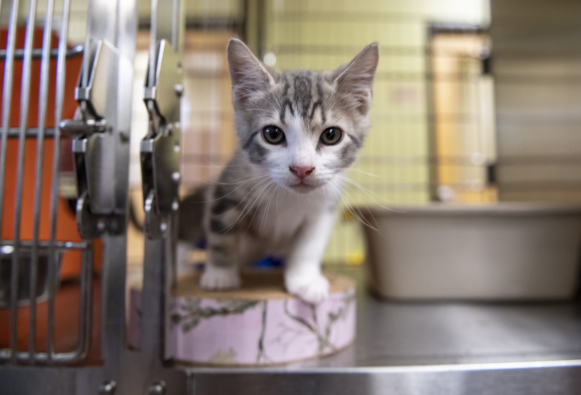A kitten emerges from his cage  at the Humane Society for Southwest Washington in July.