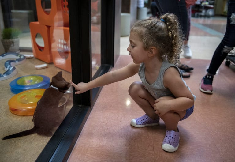 Three-year-old Emily Verneris plays with a kitten in hopes of taking one home during the first day of Kittenpalooza at the Humane Society for Southwest Washington in Vancouver on Tuesday afternoon, July 16, 2019. I really like kittens, said Verneris.