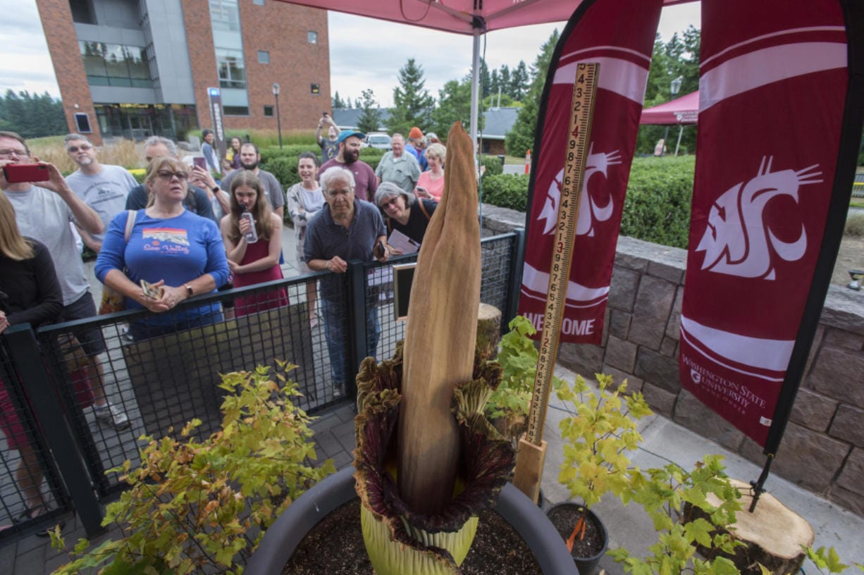 Wsu Vancouver S Fading Corpse Flower Could Bear Future Fruit