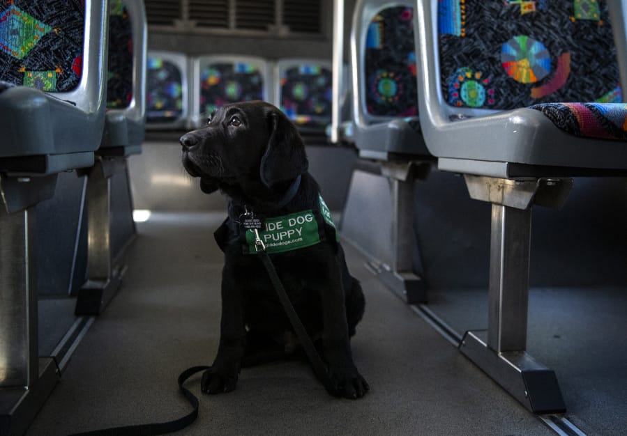 Jamboree, or “Jam” for short, is pictured in a C-Tran bus Monday in Vancouver. Jamboree is 10 weeks old and traveled to Vancouver to spend a year of puppy training with C-Tran’s Lead Travel Trainer Veronica Marti. The training is preparing him to be a guide dog for Guide Dogs for the Blind. As pictured above, Jamboree gets his own C-Tran nametag while he is in Vancouver for his training.