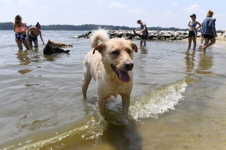 Finnegan plays at the dog beach at Quiet Waters Park in Annapolis, Md., Saturday, July 20, 2019. The National Weather Service said “a dangerous heat wave” was expected to break record highs in some places, particularly for nighttime.