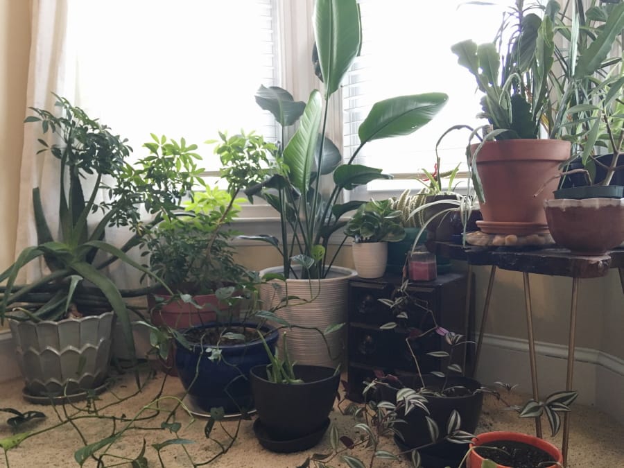 This undated photo, provided by Davinica Nemtzow, shows a collection of houseplants at her home in Philadelphia. Houseplants have become popular for indoor décor, as they take up little space and add an element of greenery to an apartment.