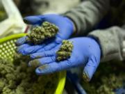 FILE - In this April 4, 2019 photo a cannabis worker displays fresh cannabis flower buds that have been trimmed for market in Gardena, Calif. A marijuana decriminalization bill introduced in Congress on Tuesday, July 23, would tax pot at the federal level, eliminate criminal penalties and allow people with federal pot convictions to seek expungement.