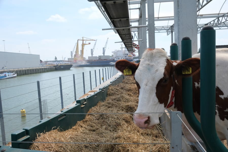 One of the inhabitants of a floating dairy farm looks out at Rotterdam harbor on June 24 in the Netherlands.