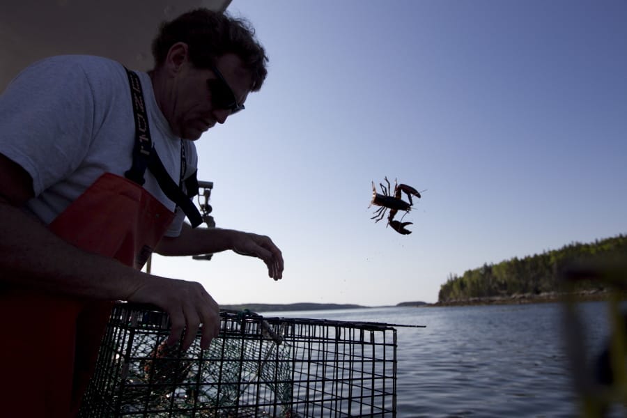 Scott Beede returns an undersized lobster while fishing in May 2012 in Mount Desert, Maine. Robert F.