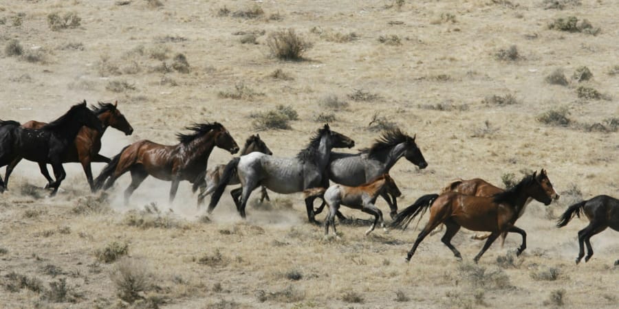 Wild horses being herded by the Bureau of Land Management in a field on July 25, 2007, at the Black Mountain and Hardtrigger Herd Management Areas in the Owyhee Mountains southeast of Marsing, Idaho.