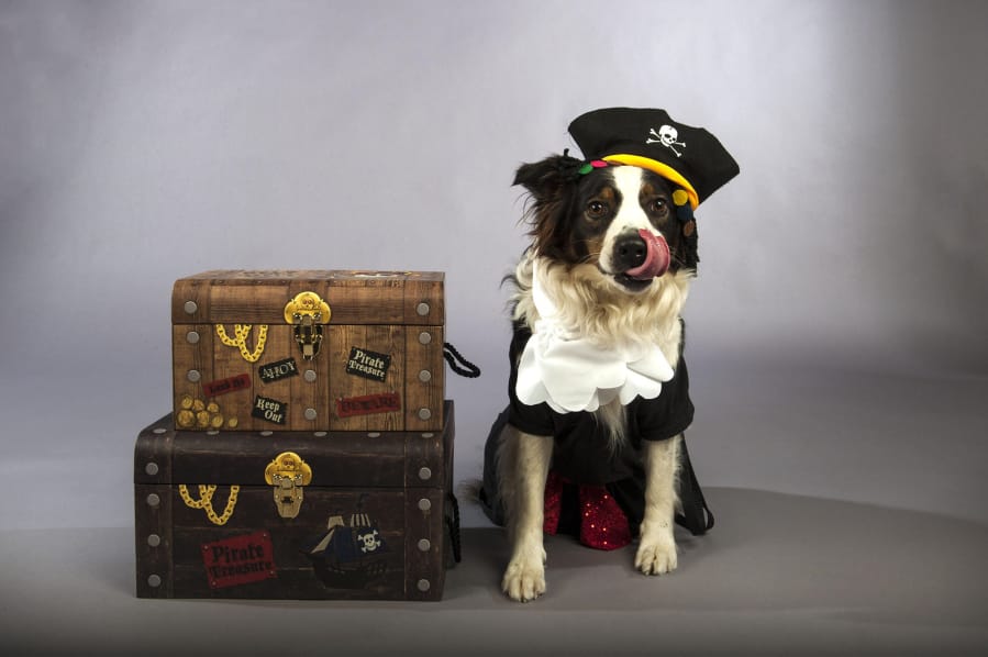 Australian shepherd Skye poses for a press photo while dressed as a pirate in August 2018.