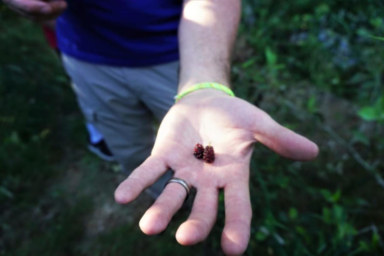 Randy King holds two fresh mulberries picked along the Boise Greenbelt on June 17.