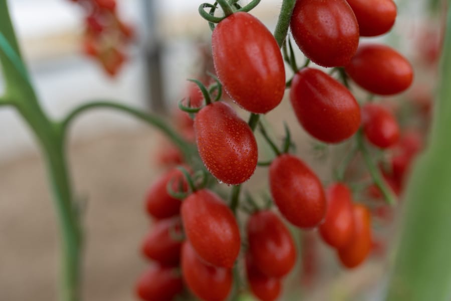 Tomatoes come in a variety of shapes, sizes and colors — including these red grape tomatoes.