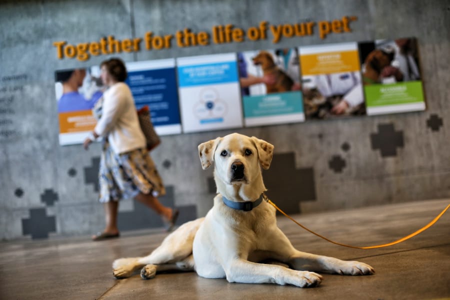 Vancouver-based Banfield Pet Hospital has implemented a health and well-being program for its associates to help fight increased suicide rates for veterinarians.