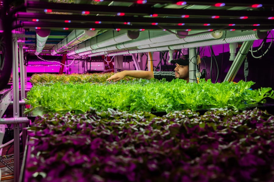 Sergio Arroyo, a technician, works at Backyard Fresh Farms, an indoor vertical farming facility located at The Plant, which houses food and agricultural startups, in Chicago on July 11, 2019. The pilot plant grows lettuce, kale, arugula and and other greens using innovative manufacturing processes designed to make the operation more efficient and profitable.
