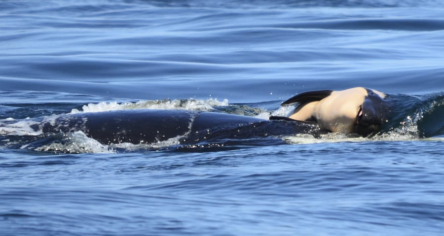 A year after this orca captured worldwide attention for swimming around Pacific Northwest waters for days with her dead calf on her head, there appears to be good news for the southern resident killer whales. Researchers who study the orcas have documented that two babies born recently to the endangered animals are still alive.