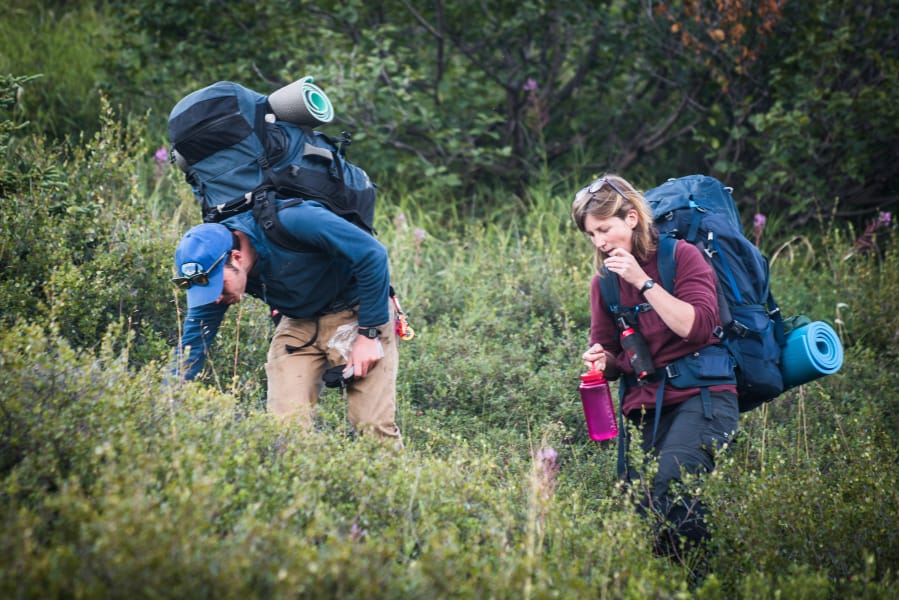 Two backpackers pause to pick wild blueberries while hiking in Denali, Alaska. Kent Miller/U.S.