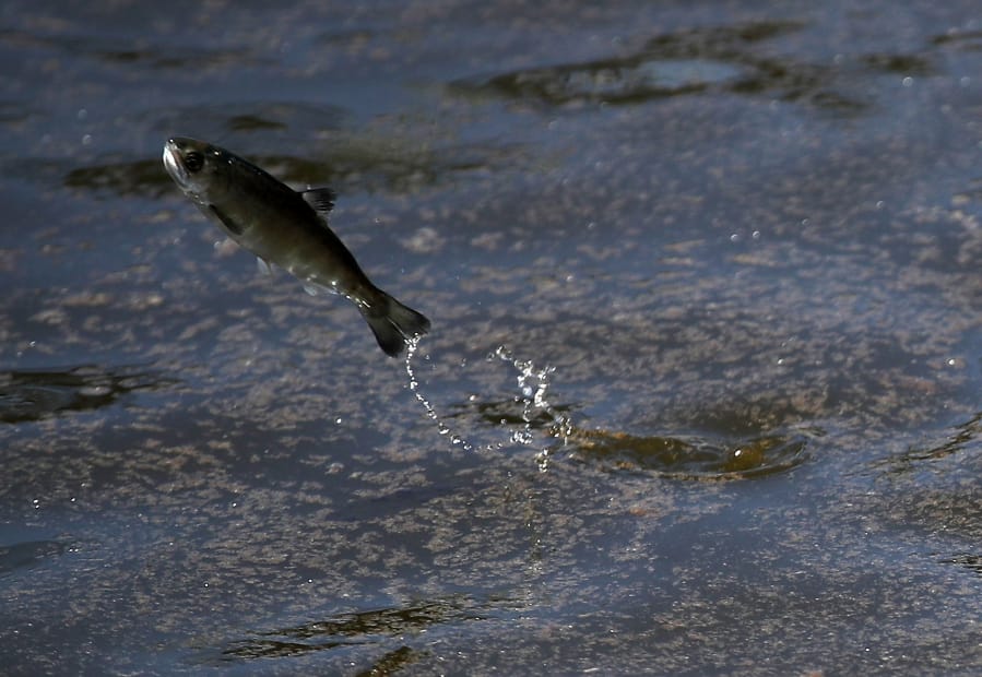 A young fingerling Chinook salmon leaps out of the water after being released into a holding pen at Pillar Point Harbor in May 2018 in Half Moon Bay, Calif.