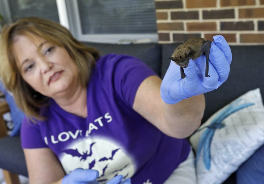 Donna Mowery, from Catawissa, Mo., holds an immature big brown bat July 23 at her home, where she is raising three young bats that she rescued. J.B. Forbes/St.