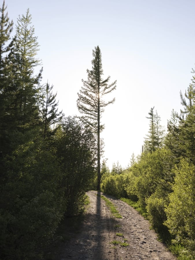 A forestry road passes through a young forest in the high country of the Malheur National Forest, Ore., in June 2019.