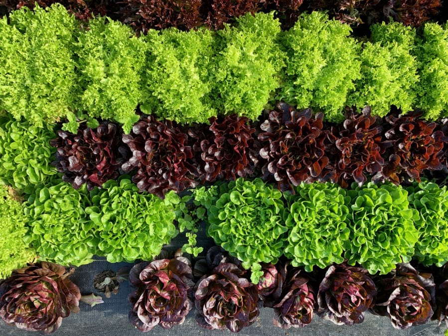 Lettuces at Red Truck Farm.