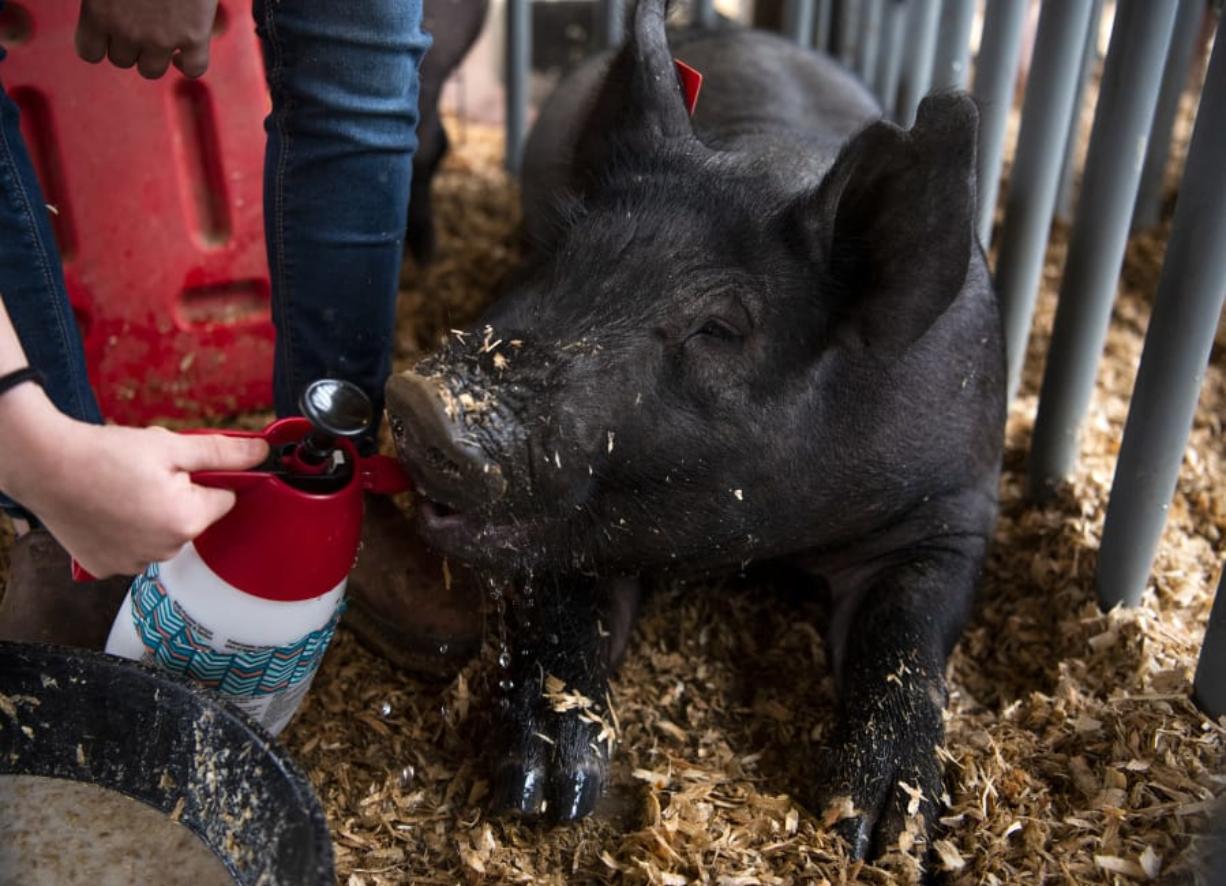 Isabella “Bella” Simpkins, 10, of Ridgefield gives some water to her pig Wednesday morning in the barn at the Clark County Fairgrounds in Ridgefield.